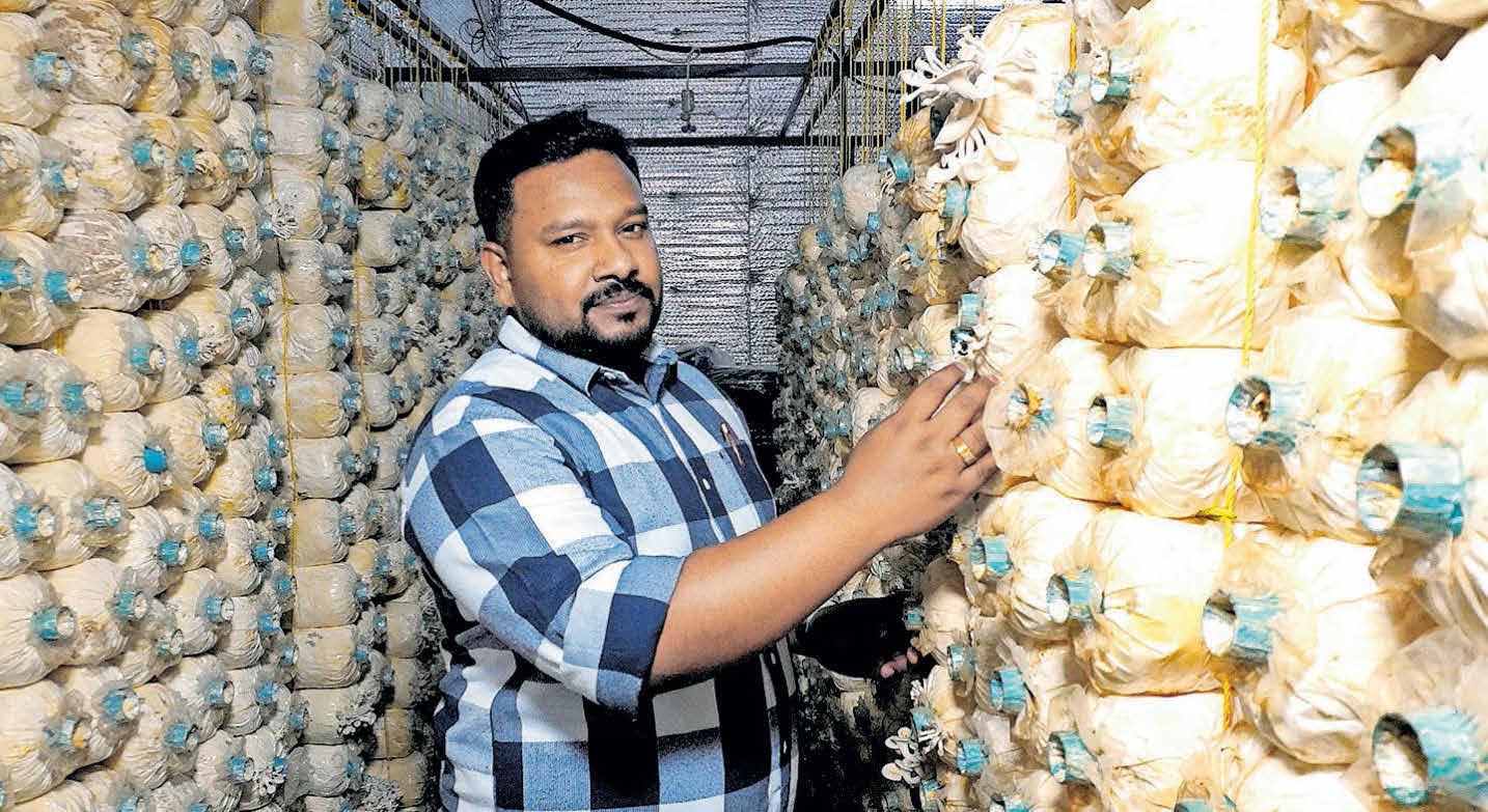 കൂൺ വാങ്ങാം കൂൺകറിയും