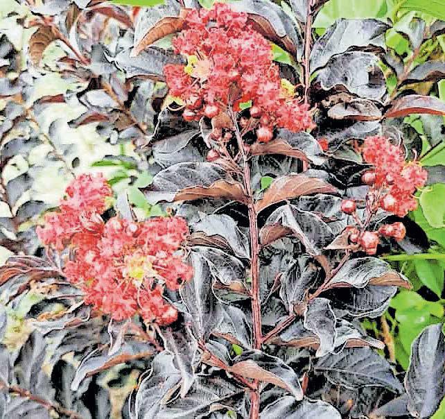 പൂന്തോട്ടത്തിലേക്ക് 5 പുതു പൂച്ചെടികൾ