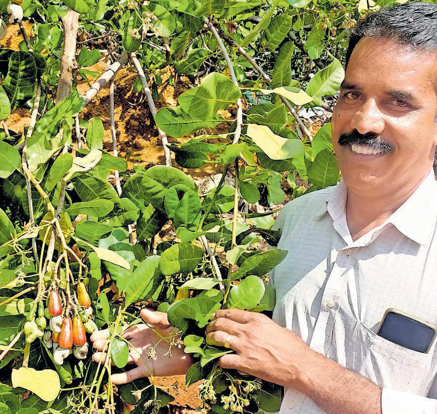 കാശു വാരും കിങ്