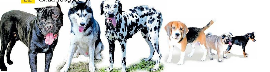 ആവശ്യക്കാർക്കു നായ റെഡി ഏറ്റെടുക്കാനും സുരേഷ്