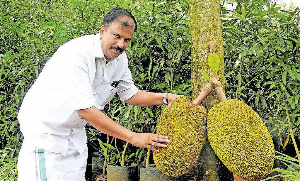 ചക്ക തിന്നും തോറും പ്ലാവു നടാൻ തോന്നും