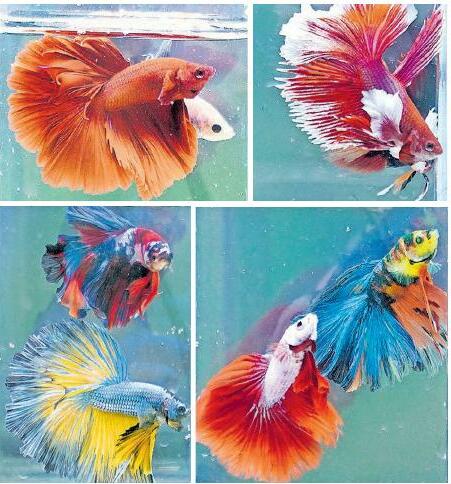 കുപ്പിക്കുള്ളിലെ വരുമാനം