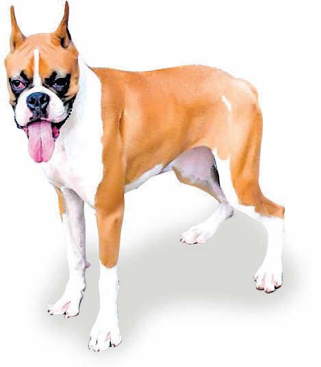 പരന്ന മുഖക്കാർക്ക് ശ്വാസതടസ്സം ഭീഷണി