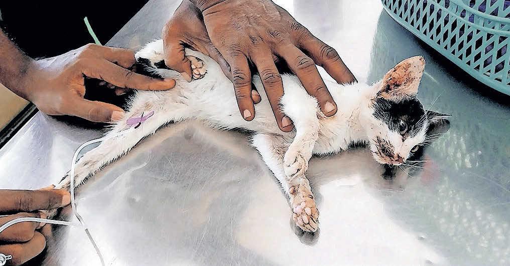 പൂച്ചയിൽ നിന്നു രോഗം പകരാതെ നോക്കാം