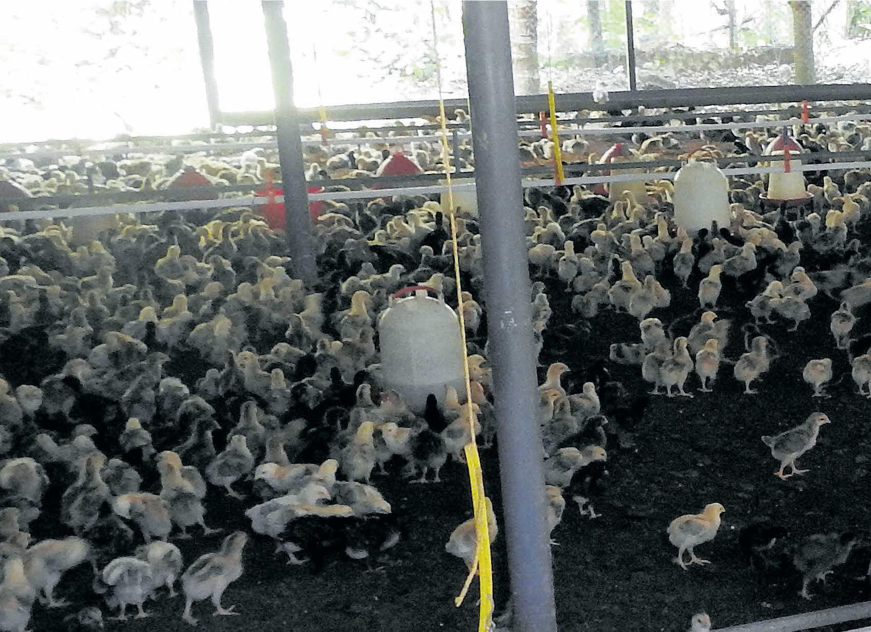 പണമുണ്ടാക്കാൻ പൗൾട്രി സംരംഭങ്ങൾ