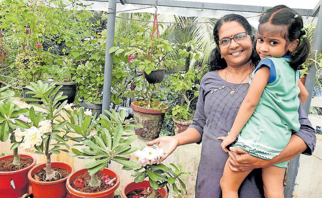 കല്ലുവിന്റെ കറ്റാർവാഴ വിമലയുടെ അഡീനിയം