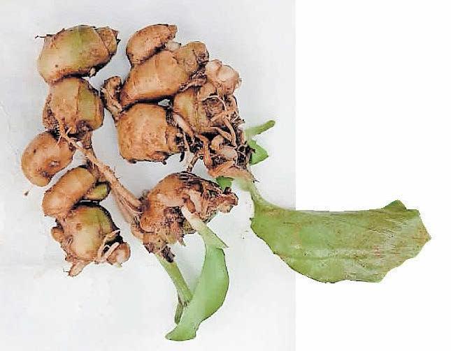 കച്ചോലം