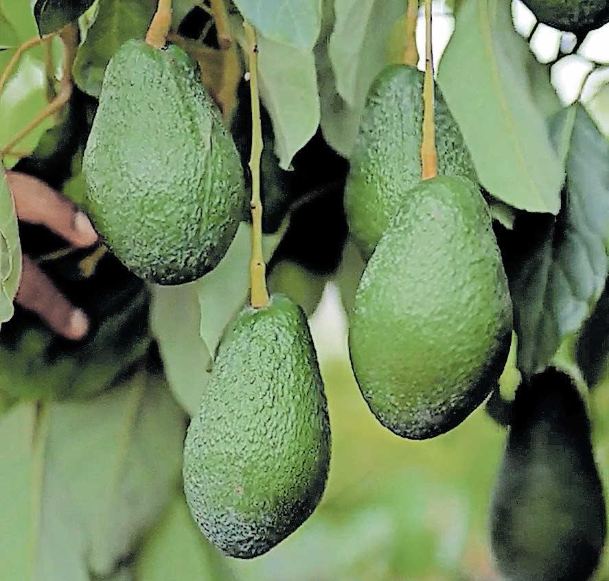 ഡെക്കാനിലും അവക്കാഡോ