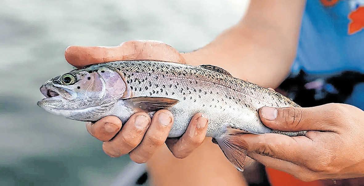മഴവില്ലഴകുള്ള മത്സ്യം