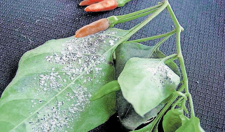 മുളകിലും തക്കാളിയിലും വെളുത്ത പൂപ്പലുകൾ