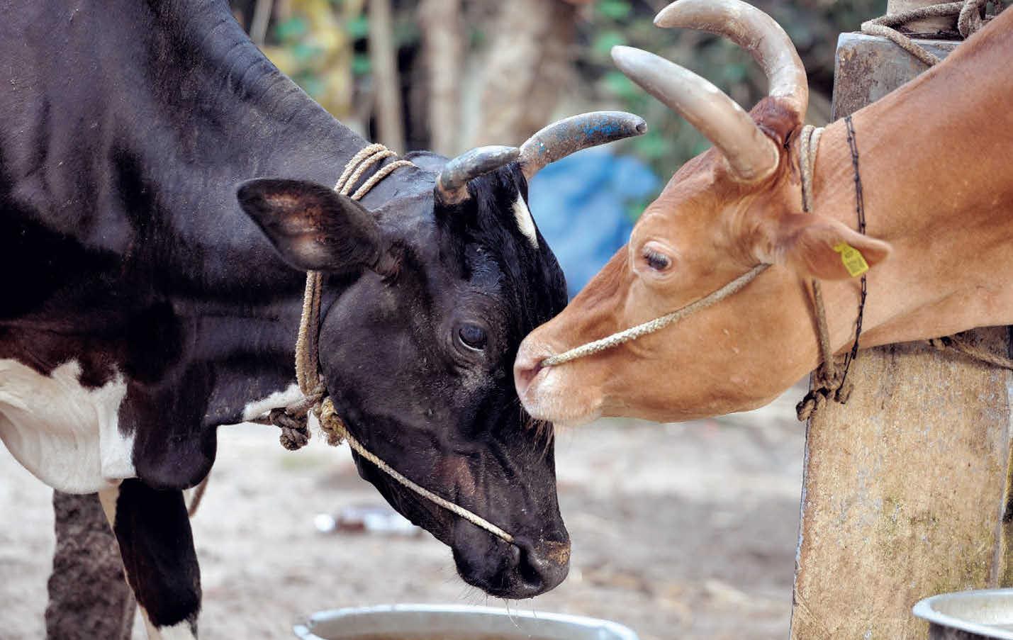 ചെനയറിയാം നേരത്തേ അറിയാം