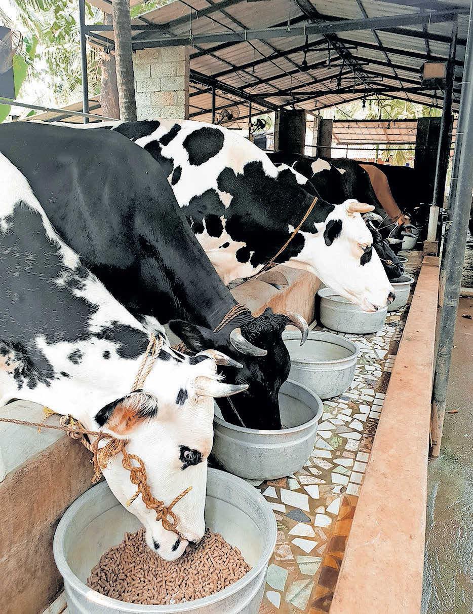 കന്നുകാലിക്ക് പൂപ്പൽ വിഷബാധ
