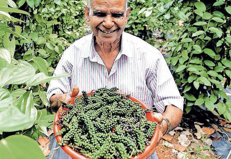 കുരുമുളക് ഉൽപാദനം ഇടിയുമെന്ന് അനുമാനം