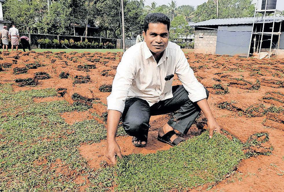 പേൾ ഗ്രാസ് പുല്ലിലെ പുതിയ താരം