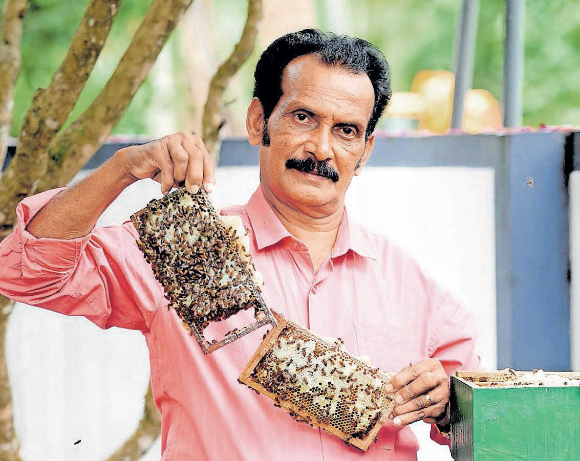 ആദായമധുരം കിനിയുന്ന തേനീച്ചകൾ