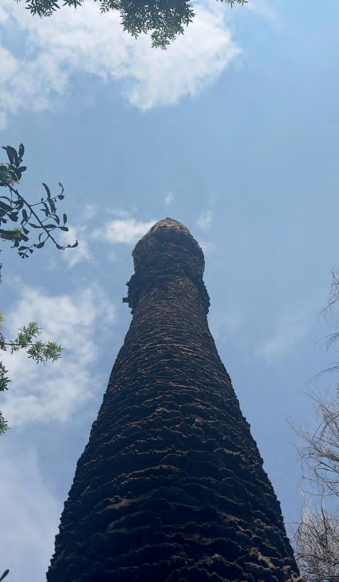 PALMERAS ENFERMAS