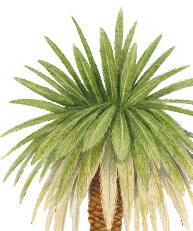 Árboles patrimoniales chilangos