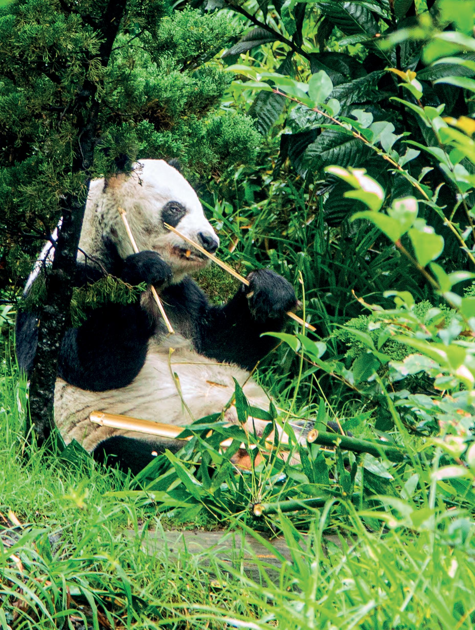 EL GUARDIAN DE XIN XIN