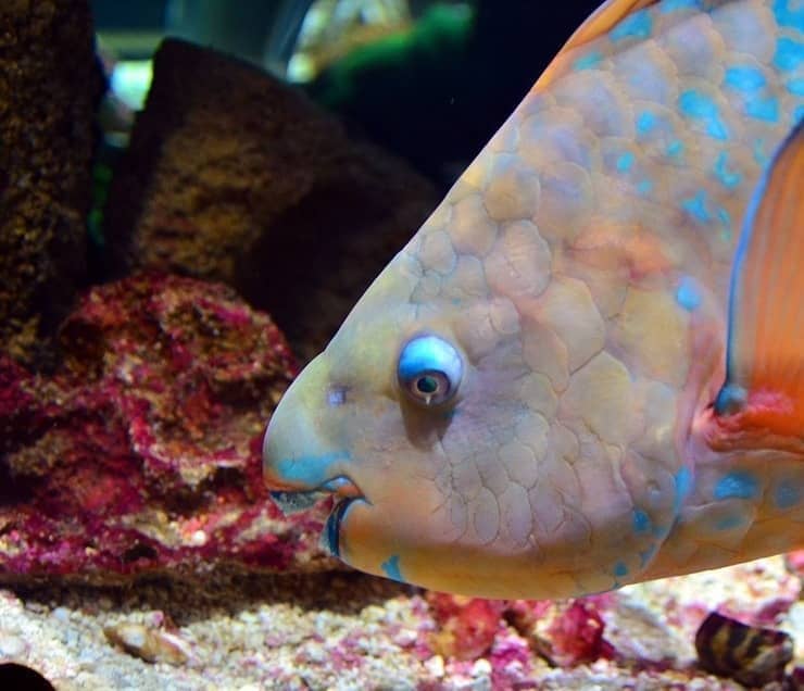 Parrot Fish The large Herbivores of Sea helps to keep Coral Reef Healthy