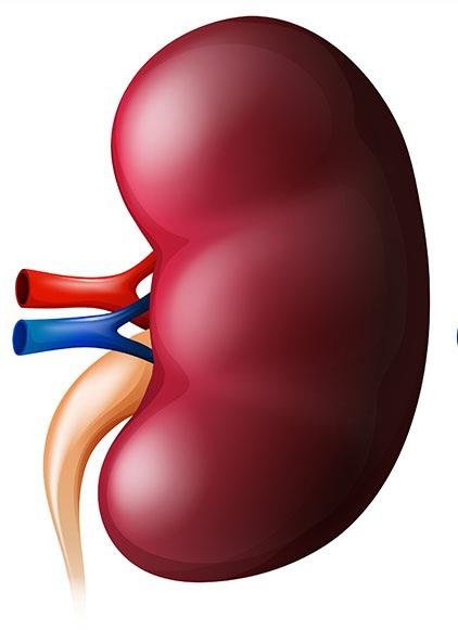 First Transplant of Kidney with Modified Blood Type Expands Hope for Patients