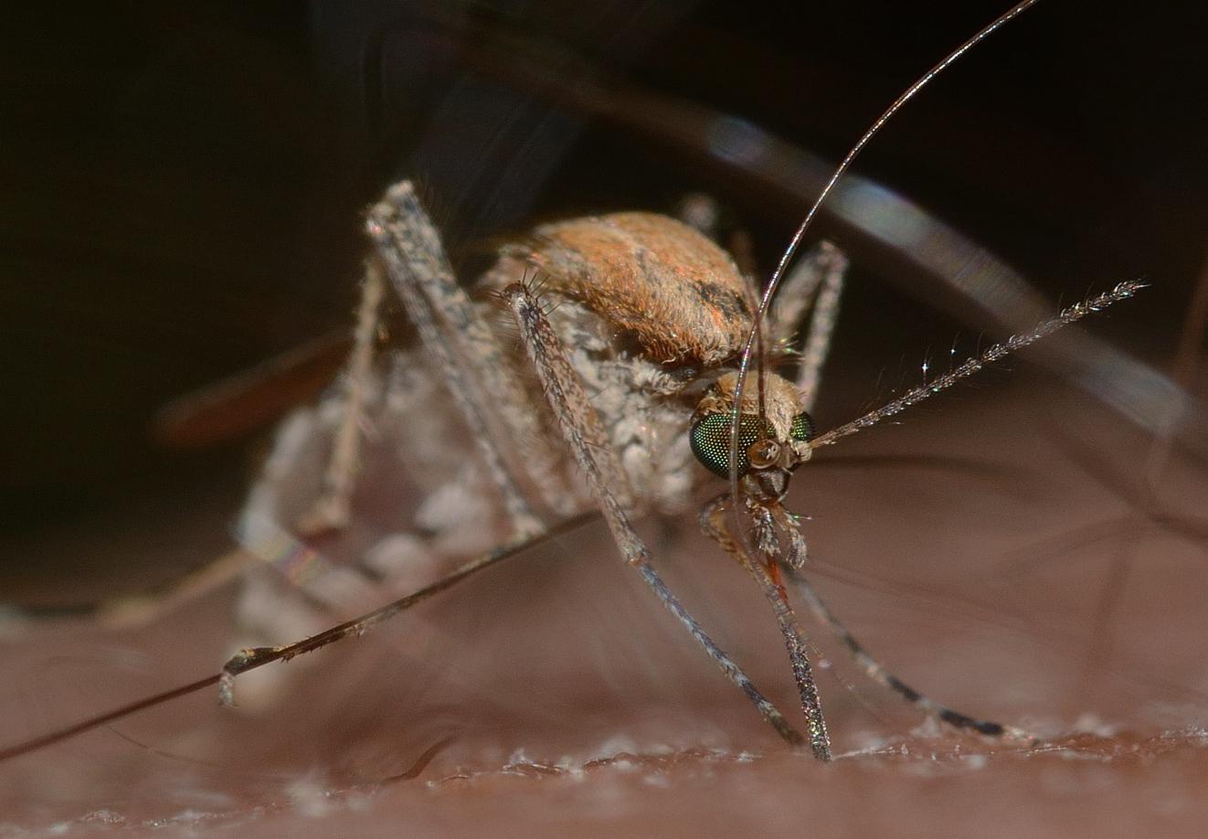 Genomic Evidence Redefines the Evolutionary Age of Mosquitoes