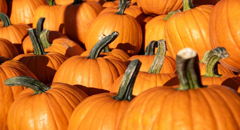 Your pumpkin might be hiding a toxic secret