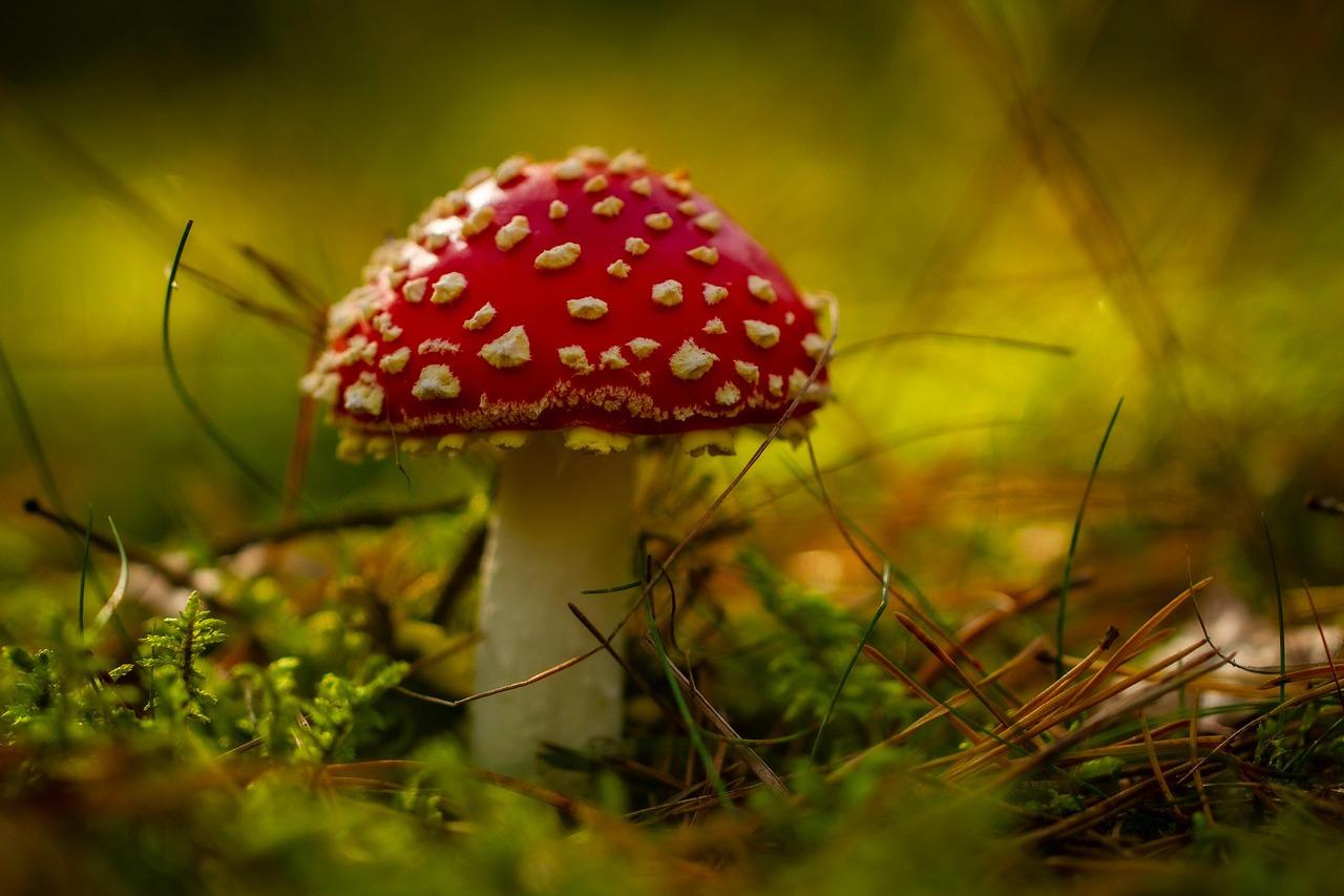 The billion-year reign of fungi that predated plants and made Earth livable