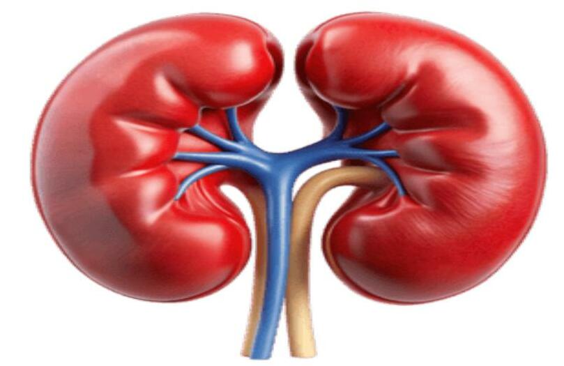 Lab-Grown Kidney Brings Artificial Organ Dream Closer to Reality