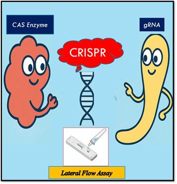 CRISPR-Cas Technology: Revolutionizing the future of modern disease diagnosis and healthcare