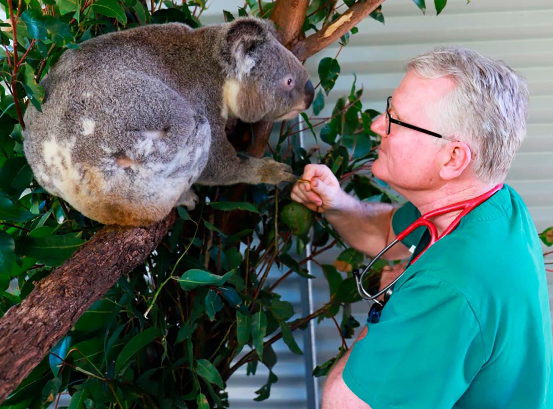 WE'RE HELPING SAVE THE KOALA'