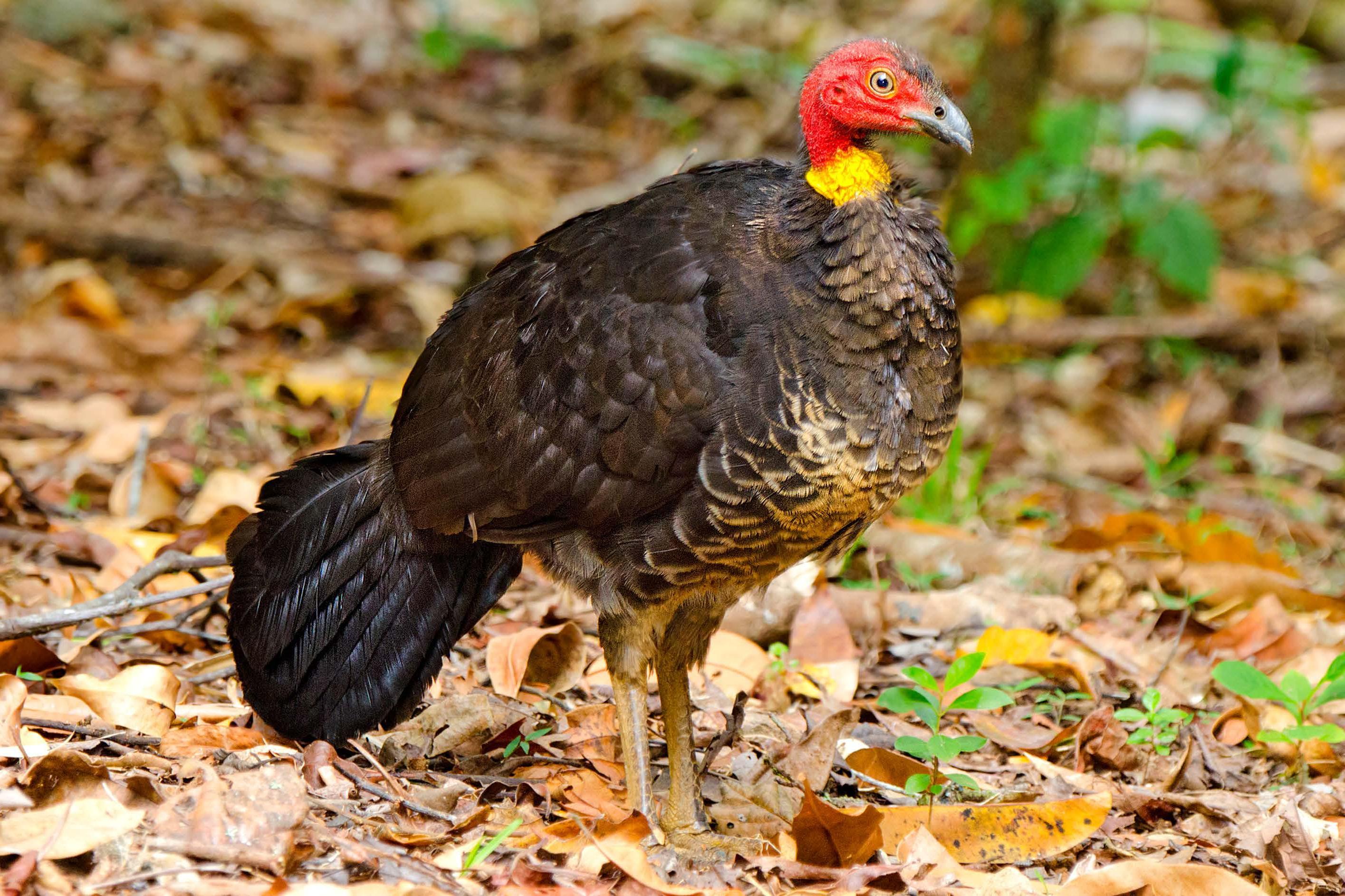 Bye bye TURKEYS