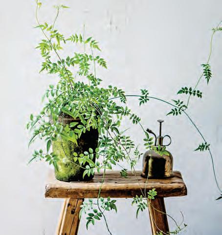 Houseplant care