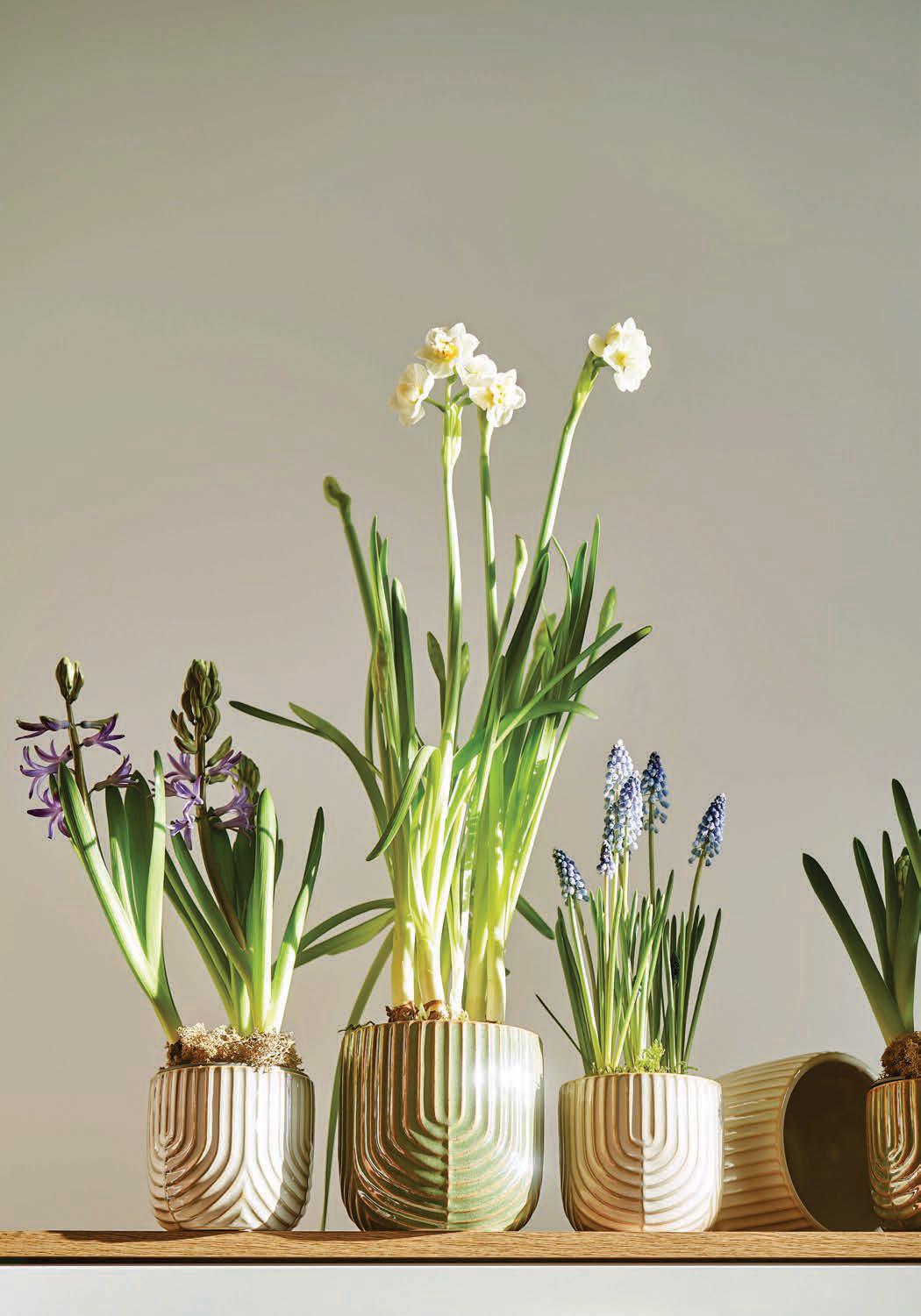 Indoor plant colour
