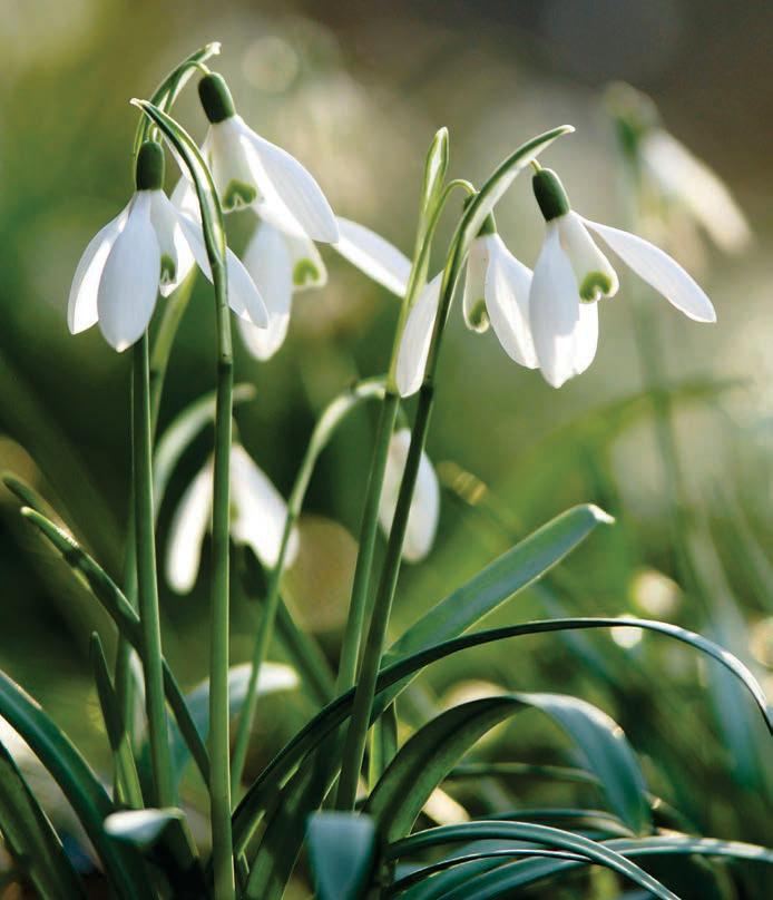 PLANTING SNOWDROPS