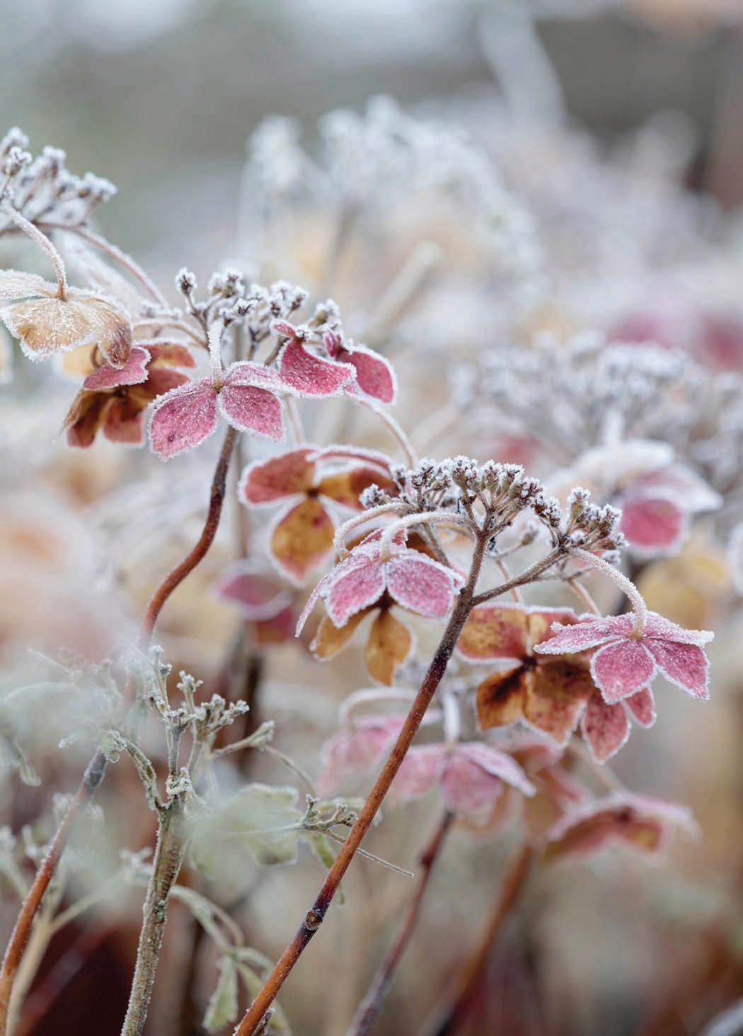 WINTER'S soft embrace