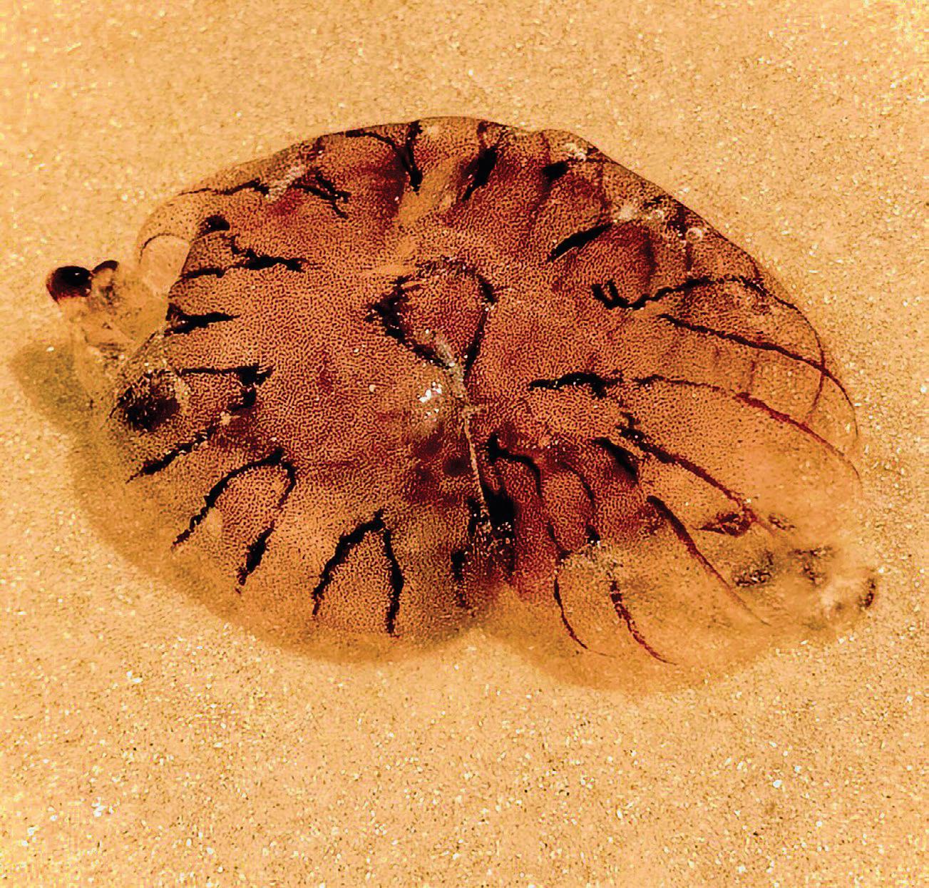RUNNER-UP VICTORIA WADDINGTON, AGE 9 'COMPASS JELLYFISH'