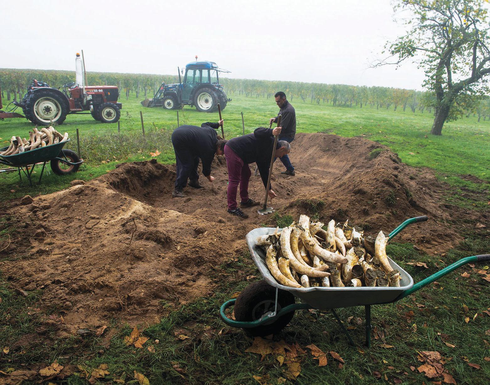 TRUE GRIT Bordeaux's organic revolution
