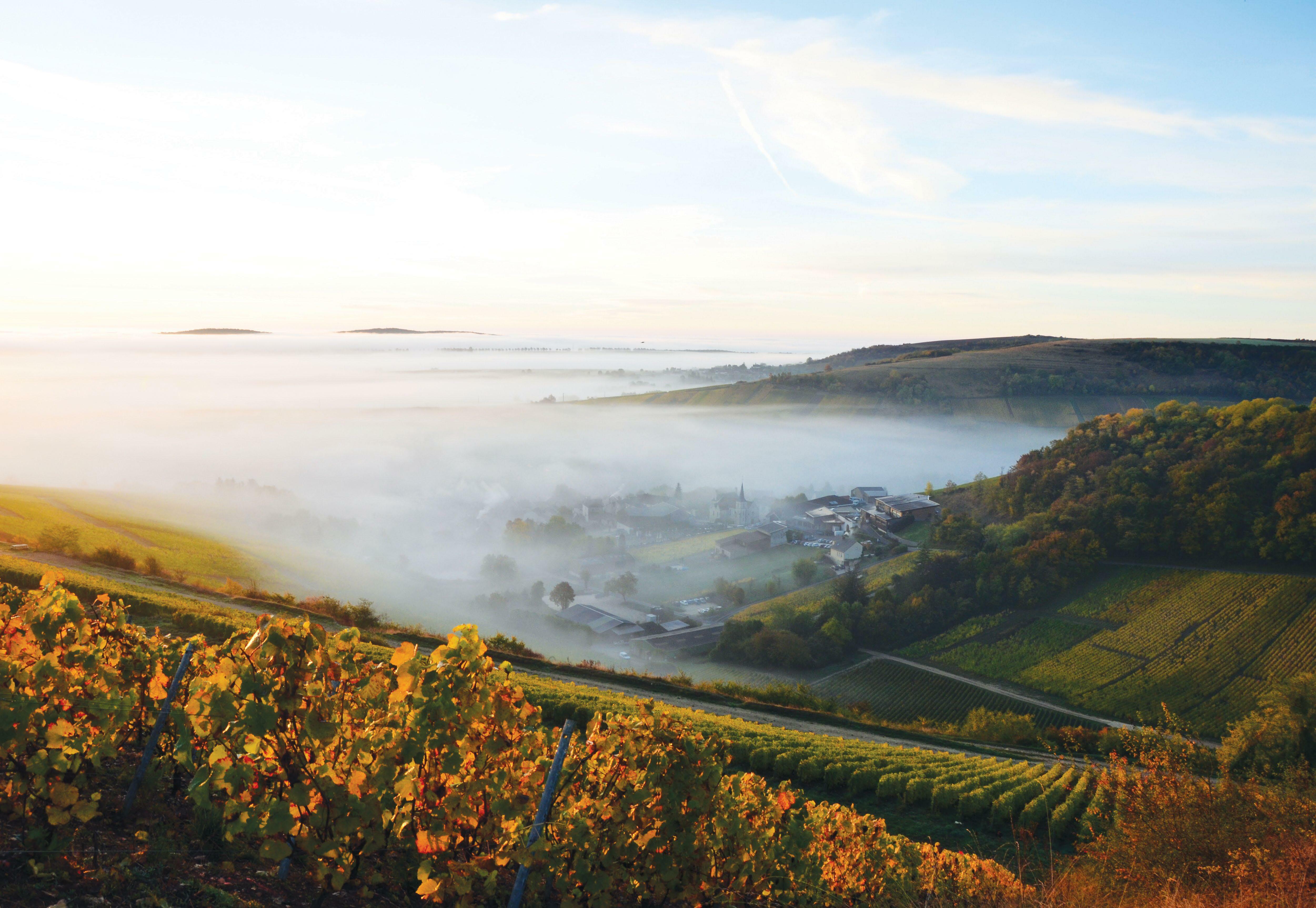 Sincere SANCERRE