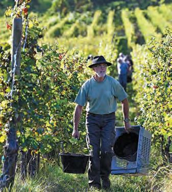 Early indications promising for 2025 European harvest