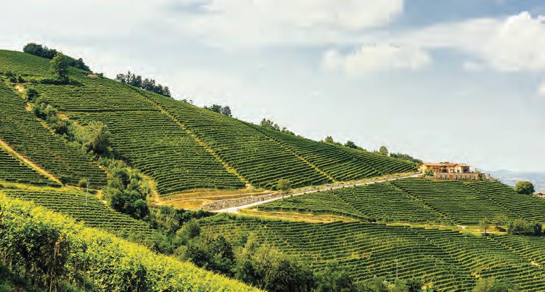 Fortemasso The contemporary soul of Barolo