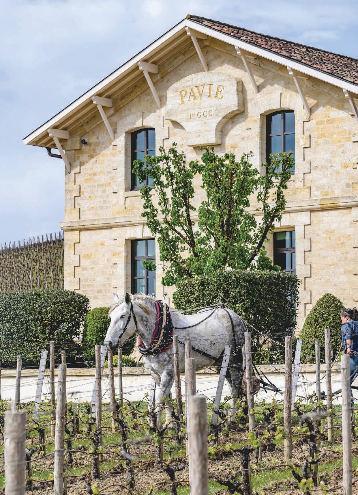 A ST-EMILION STORY Château Pavie
