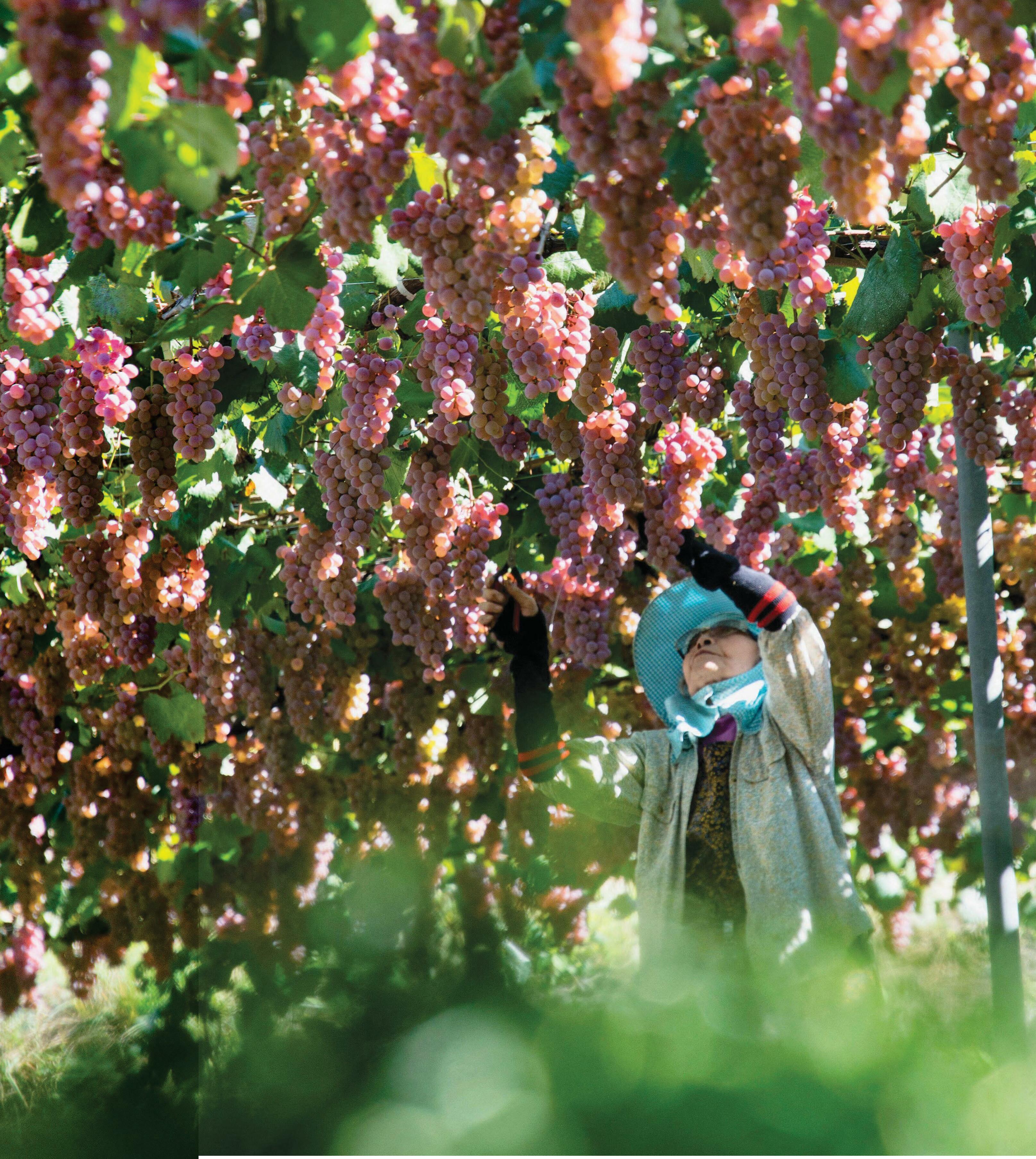 ON THE KOSHU TRAIL