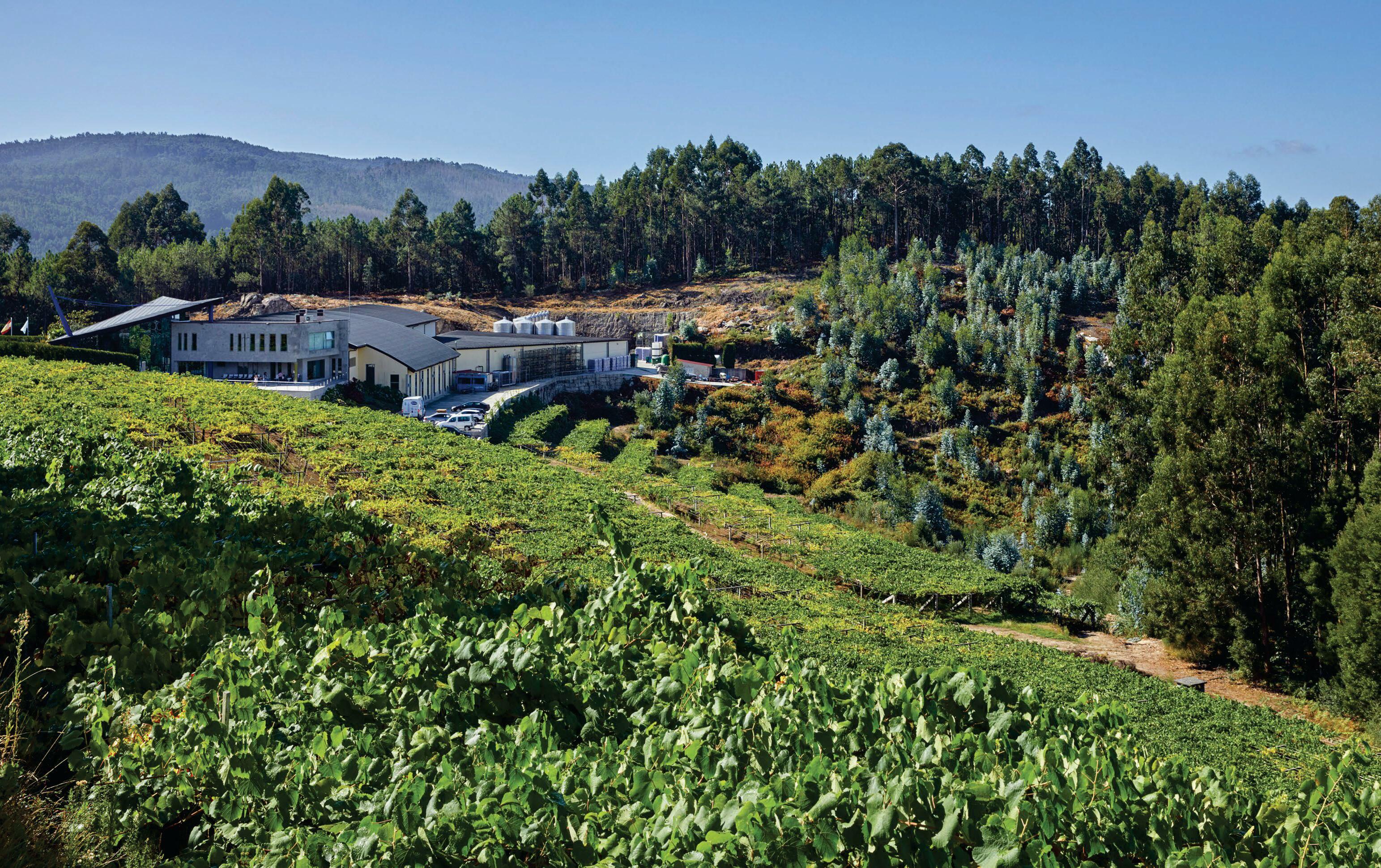 20 top buys... Rías Baixas