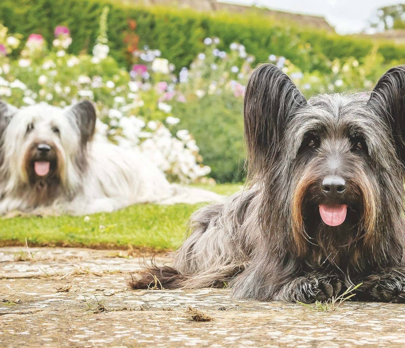 skye terrier cost