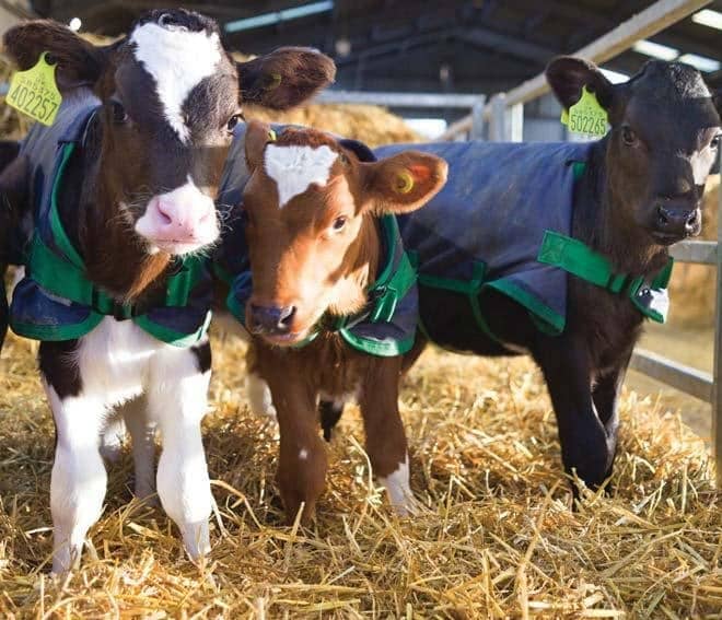 Calf love and birthing pains