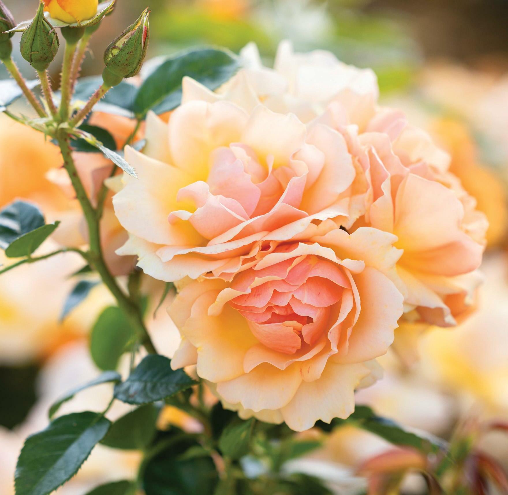 Coming up roses