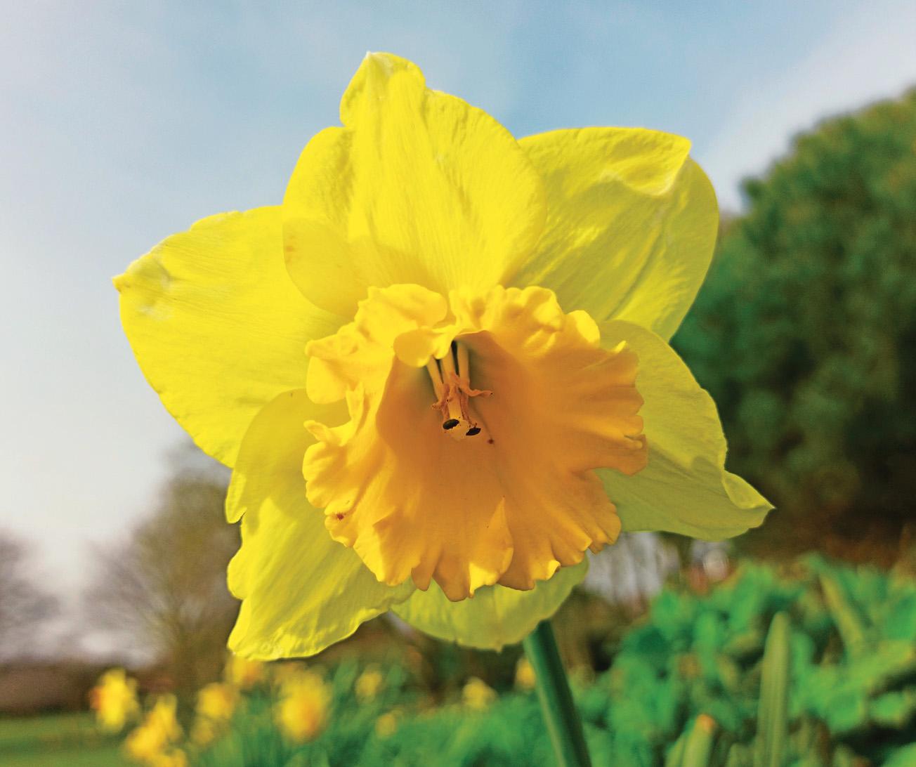 The ghost of golden daffodils