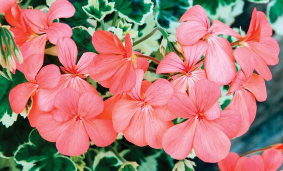 Plants that make me smile
