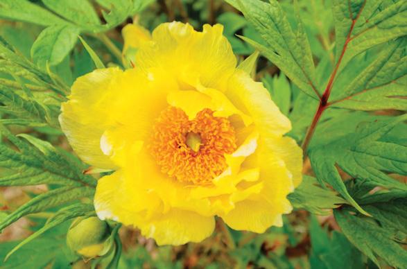 The mysterious tree peony