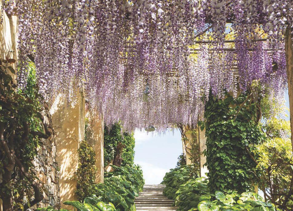 Wonderful wisteria
